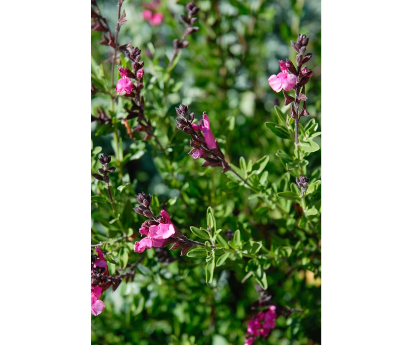 Wild Thing Sage